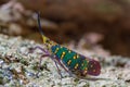 Cicada or Lanternfly Saiva gemmata Royalty Free Stock Photo
