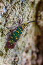 Cicada or Lanternfly Saiva gemmata Royalty Free Stock Photo
