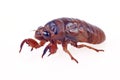 Cicada larva Royalty Free Stock Photo