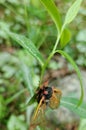 Cicada on a leaf Royalty Free Stock Photo