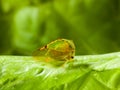 Cicada on lettuce Royalty Free Stock Photo