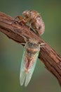 Cicada life stages