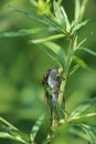 Cicada or locust on a plant.