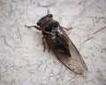 Cicada macro of a fly