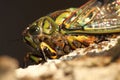 Cicada Macro Portrait