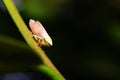 Cicada (Magicicada) perched on a stick with a green background Royalty Free Stock Photo