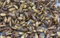Cicada many piled on the floor. Royalty Free Stock Photo