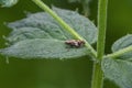 Cicada Royalty Free Stock Photo