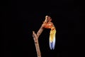 A cicada metamorphoses on a branch Royalty Free Stock Photo