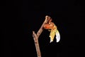 A cicada metamorphoses on a branch Royalty Free Stock Photo