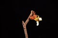 A cicada metamorphoses on a branch Royalty Free Stock Photo