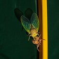 Cicada metamorphosis, summer time