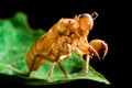 Cicada molt Royalty Free Stock Photo