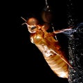 Cicada molt Royalty Free Stock Photo