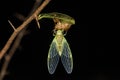 Cicada on molt, Cicadoidea, Matheran, Maharashtra, India Royalty Free Stock Photo