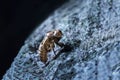 Cicada molt