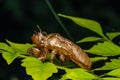 Cicada molt Royalty Free Stock Photo