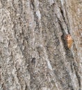 Cicada molt