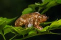 Cicada molt Royalty Free Stock Photo