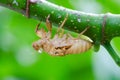 Cicada molt Royalty Free Stock Photo