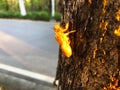Cicada molt on tree Royalty Free Stock Photo