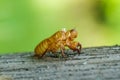 Cicada molt Royalty Free Stock Photo