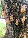 Cicada molt Royalty Free Stock Photo