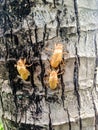 Cicada molt on the tree Royalty Free Stock Photo