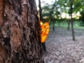 Cicada molt on tree