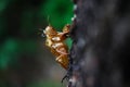 Cicada molt on tree Royalty Free Stock Photo