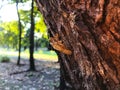 Cicada molt on tree Royalty Free Stock Photo