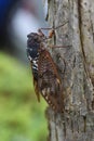 Cicada molting, emergence, and cast-off shell.
