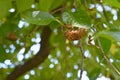 Cicada molting, emergence, and cast-off shell.