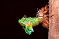 Cicada molting exuvia emerging shell Royalty Free Stock Photo