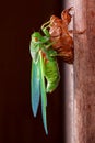 Cicada molting exuvia emerging shell Royalty Free Stock Photo