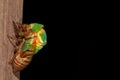 Cicada molting exuvia emerging shell Royalty Free Stock Photo