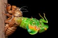 Cicada molting exuvia emerging shell Royalty Free Stock Photo
