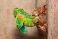 Cicada molting exuvia emerging shell Royalty Free Stock Photo