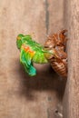 Cicada molting exuvia emerging shell Royalty Free Stock Photo