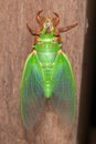 Cicada molting exuvia emerging shell Royalty Free Stock Photo