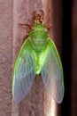 Cicada molting exuvia emerging shell Royalty Free Stock Photo