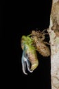 Cicada molting isolated on black background