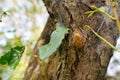 Cicada molting on the tree in the forest Royalty Free Stock Photo