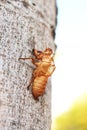 Cicada molting in tree. molt