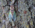 Cicada newly birthed, emerged from skin, shell