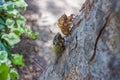 Cicada Royalty Free Stock Photo