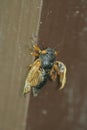 Cicada newly emerged with wonky wings - Magicicada