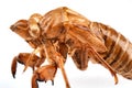 Cicada nymph shell Royalty Free Stock Photo