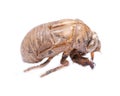 Cicada nymph shell exuvum. Periodical cicada emergence. Metamorphosis Nymphs exoskeleton. Larva ha Royalty Free Stock Photo