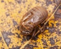 Cicada nymph shell exuvum. Periodical cicada emergence. Metamorphosis Nymphs exoskeleton. Larva hatch shell. Royalty Free Stock Photo